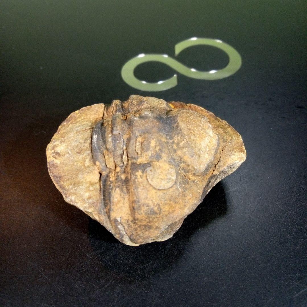 三葉虫　化石　fossil　海　ボリビア産　trilobite　ボリビア化石郡④