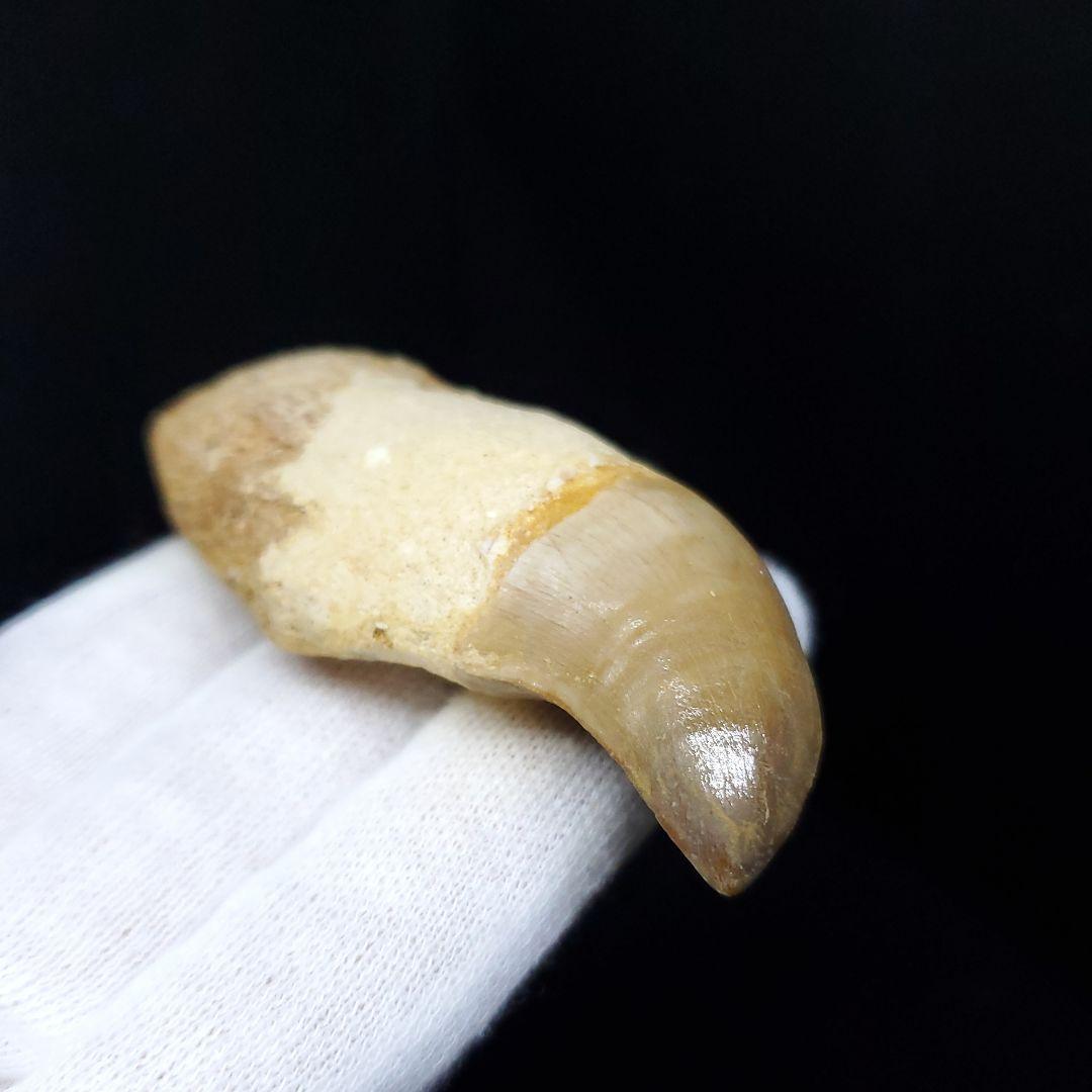 極上 歯根付き モササウルス 化石 歯 本物 70.72mm mos63