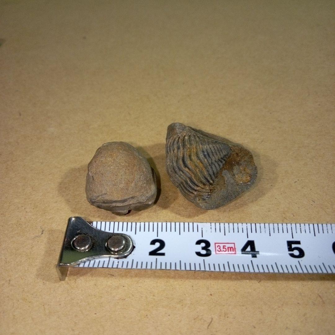 三葉虫　化石　fossil　ボリビア産　レア　Fossil判別⑥