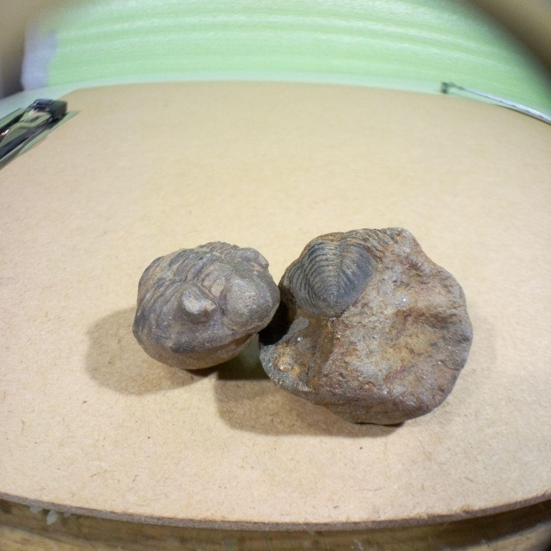 三葉虫　化石　fossil　ボリビア産　レア　Fossil判別⑥