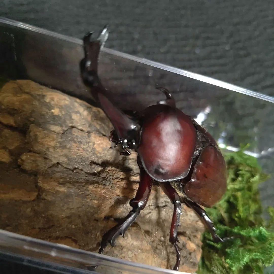 角極太野生標本超特大レッドカブトムシ82mm頭角19.3mm胸角5.7mmぐらい