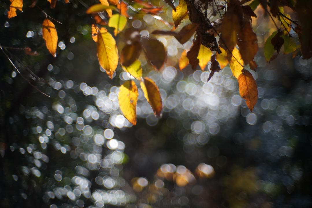 キヤノン50mmf１.5　L39　OH済み