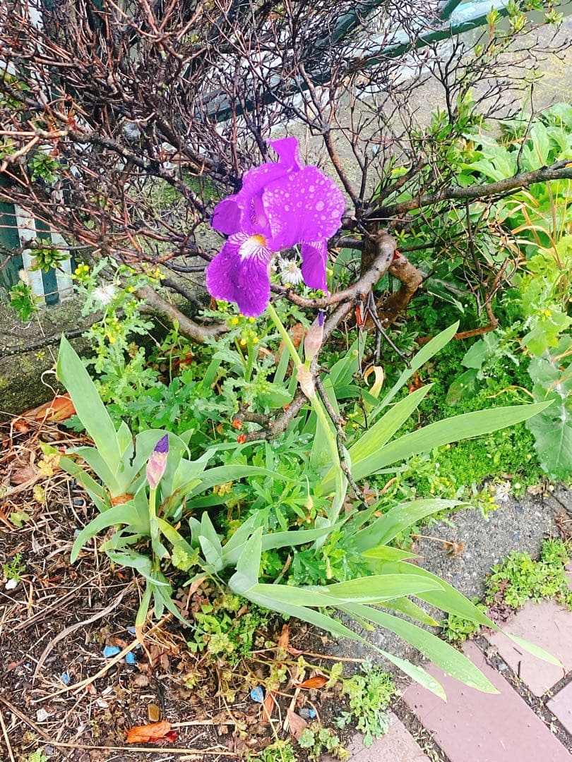 こういちページ