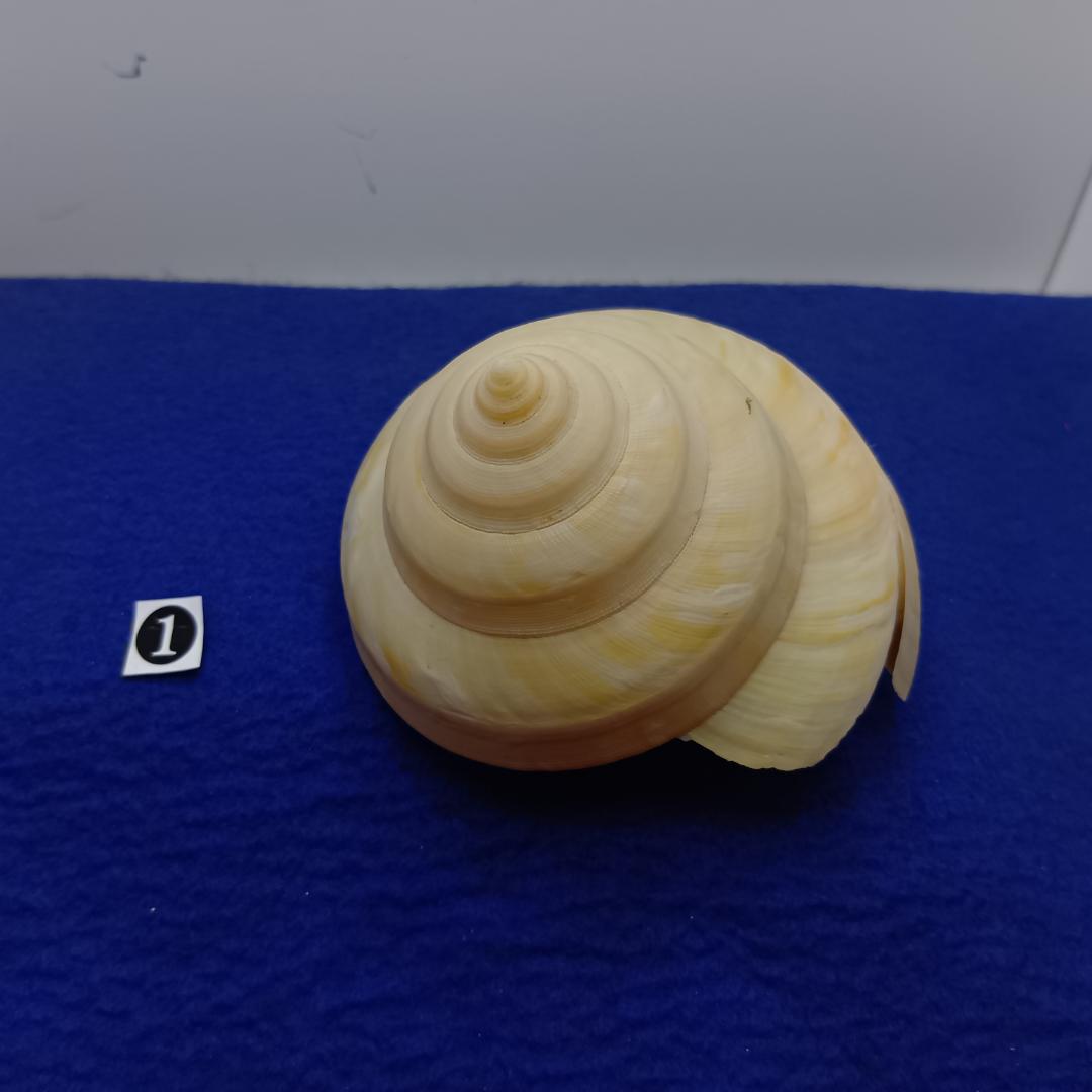 ❶-1貝標本ミナミノオキナエビス（蓋付）