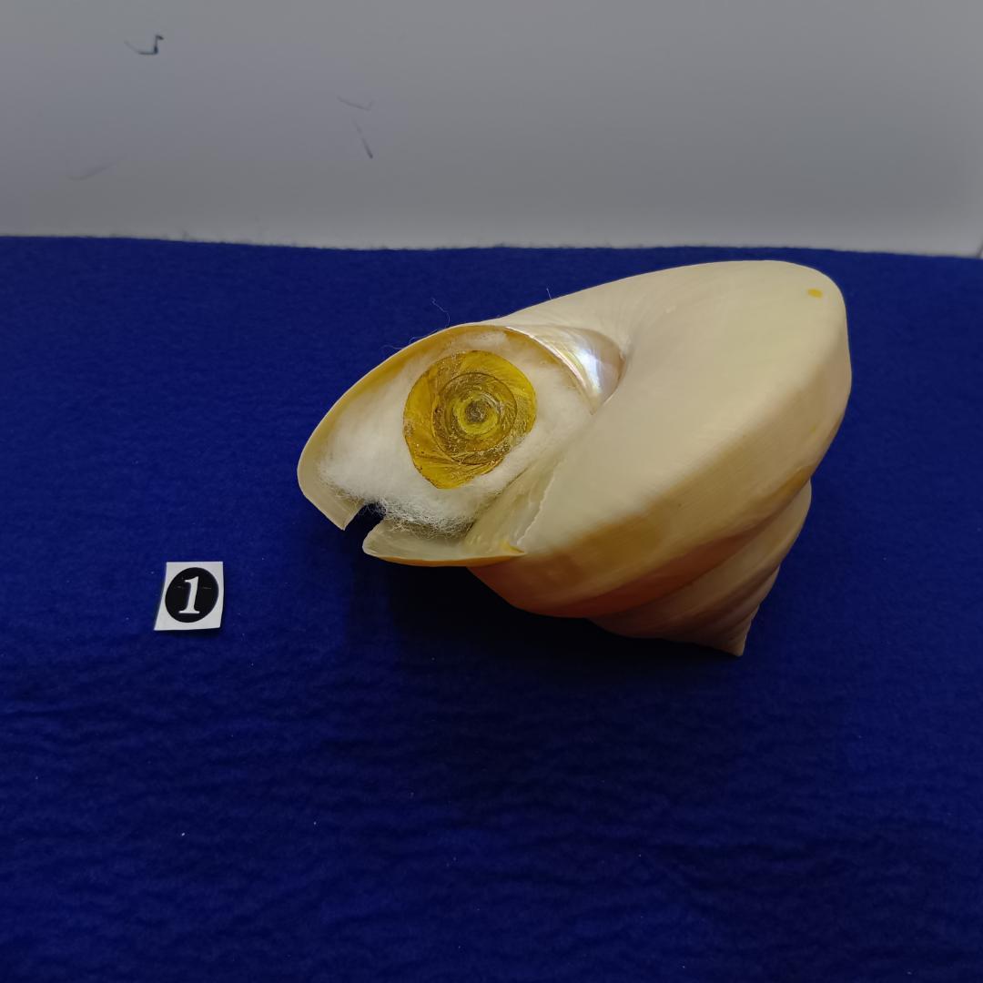 ❶-1貝標本ミナミノオキナエビス（蓋付）