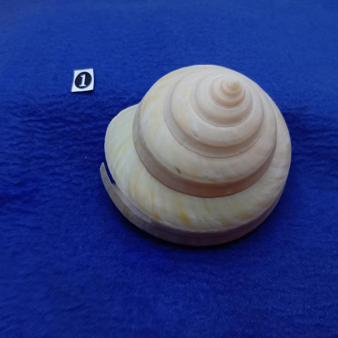 ❶-1貝標本ミナミノオキナエビス（蓋付）