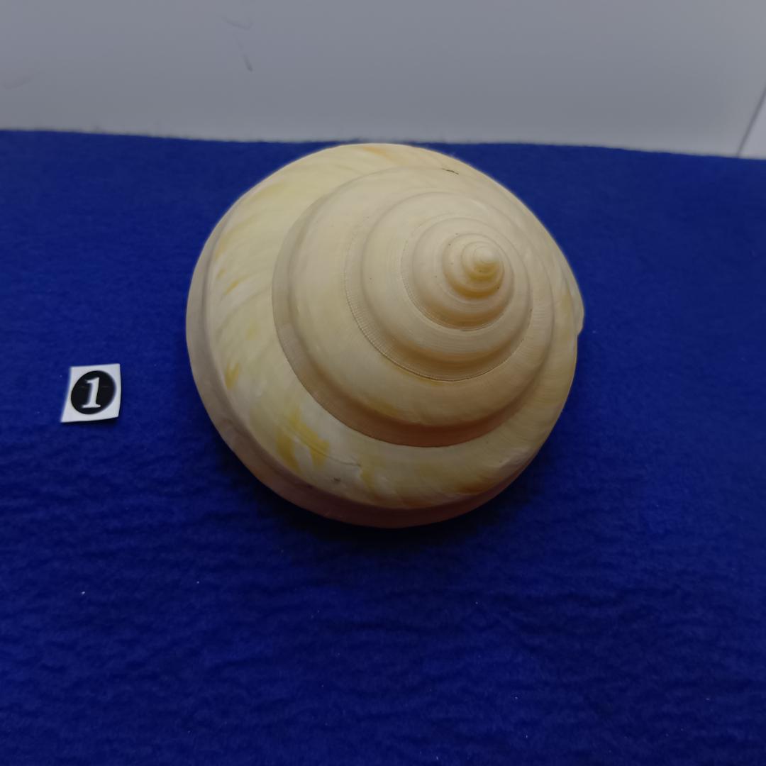 ❶-1貝標本ミナミノオキナエビス（蓋付）