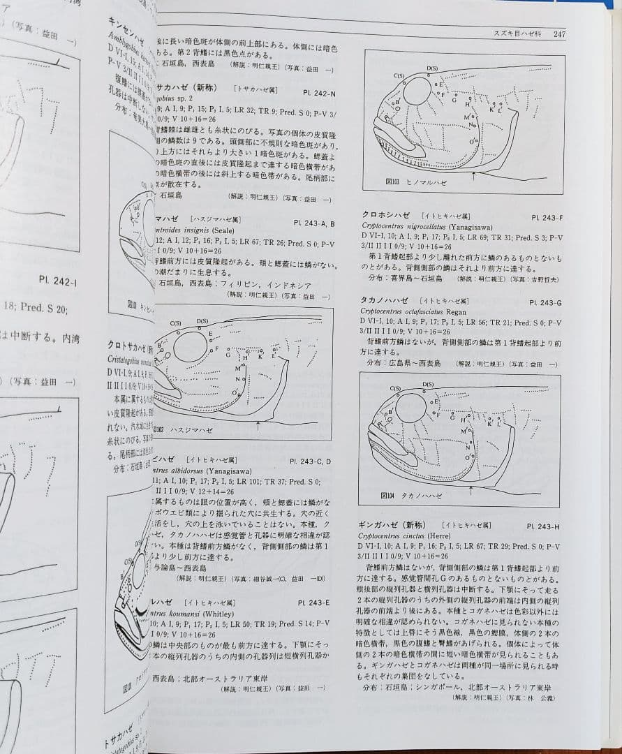 日本産魚類大図鑑 2巻セット