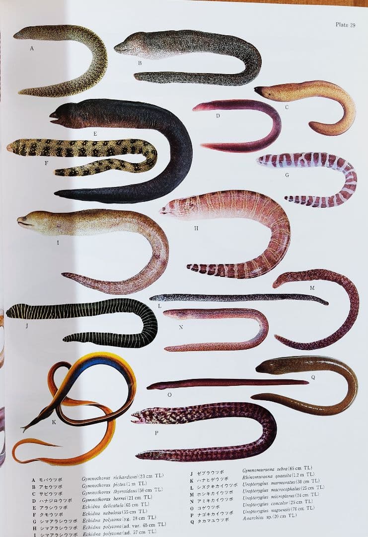 日本産魚類大図鑑 2巻セット