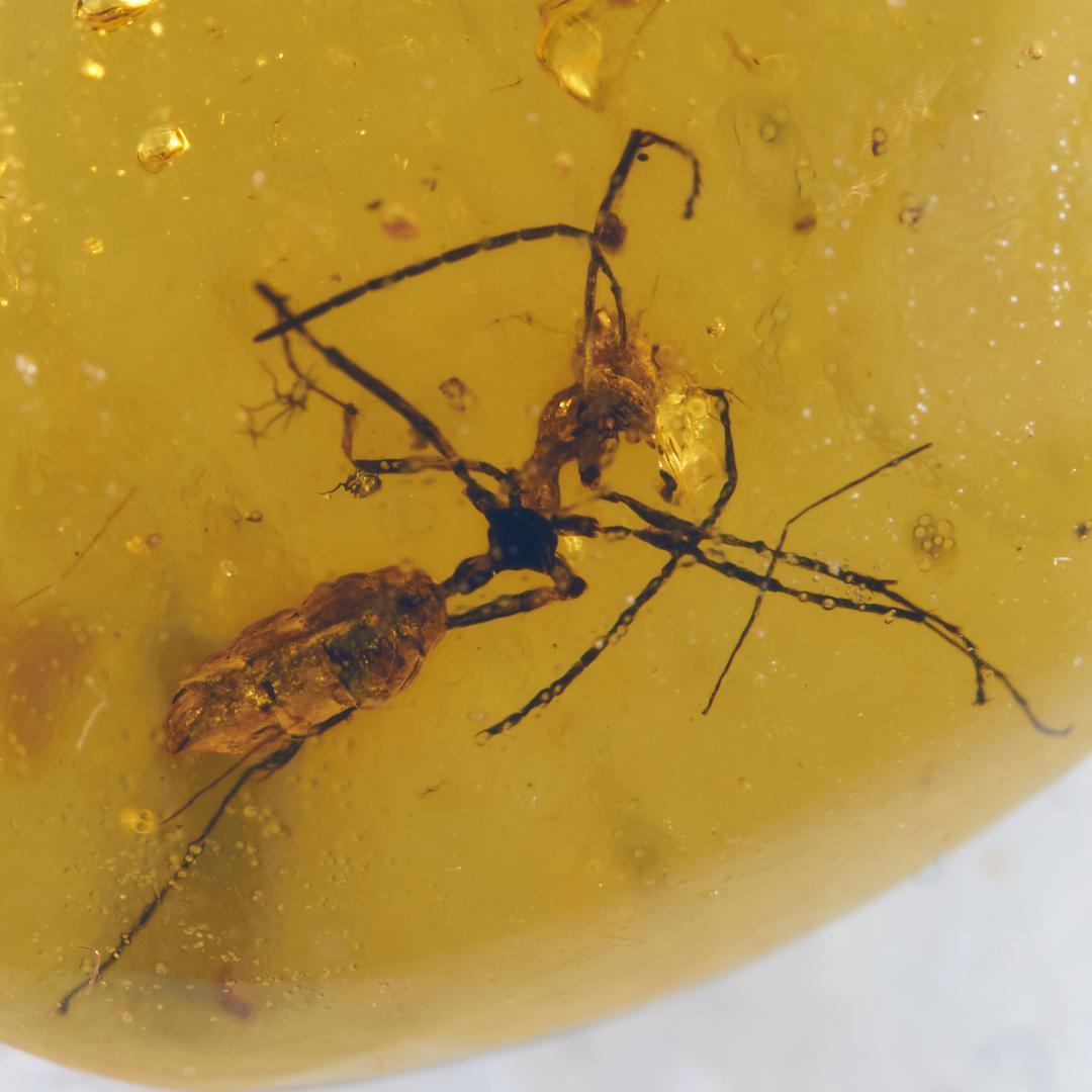 レア極上品 PA0022 虫入り琥珀化石ミャンマーカムティかタナイ9900万年前