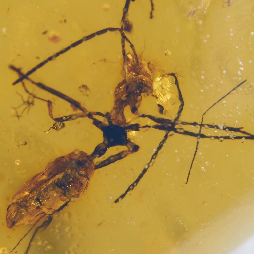 レア極上品 PA0022 虫入り琥珀化石ミャンマーカムティかタナイ9900万年前