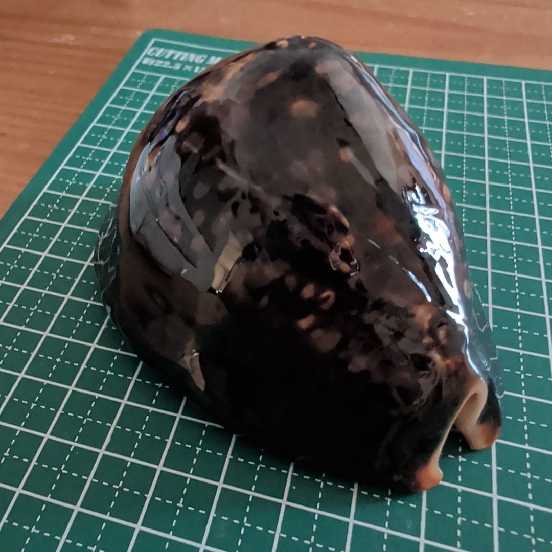 ハチジョウダカラ　９