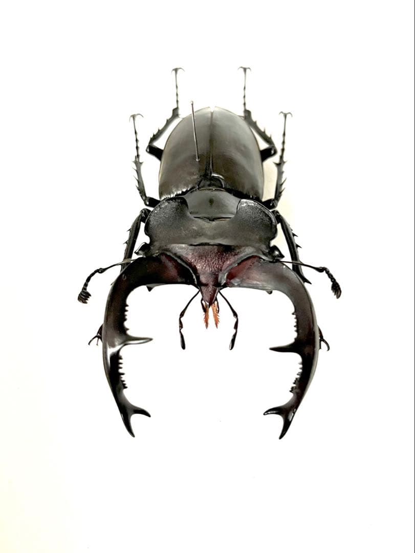 ユダイクスミヤマクワガタ　88mm ペア 標本