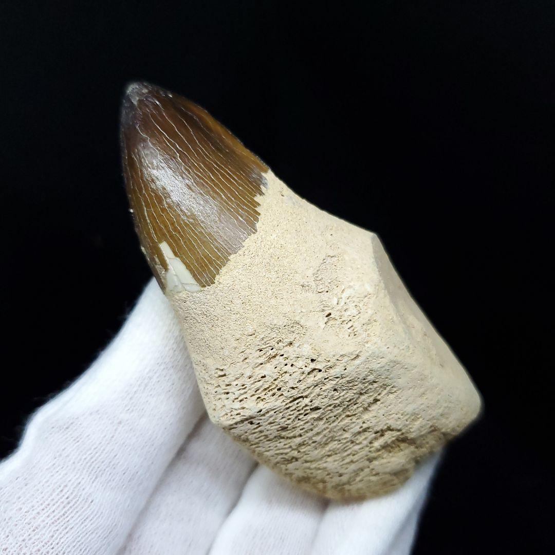 極上 歯根付き モササウルス 化石 歯 本物 70.39mm  mos62