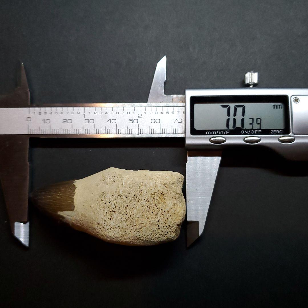 極上 歯根付き モササウルス 化石 歯 本物 70.39mm  mos62