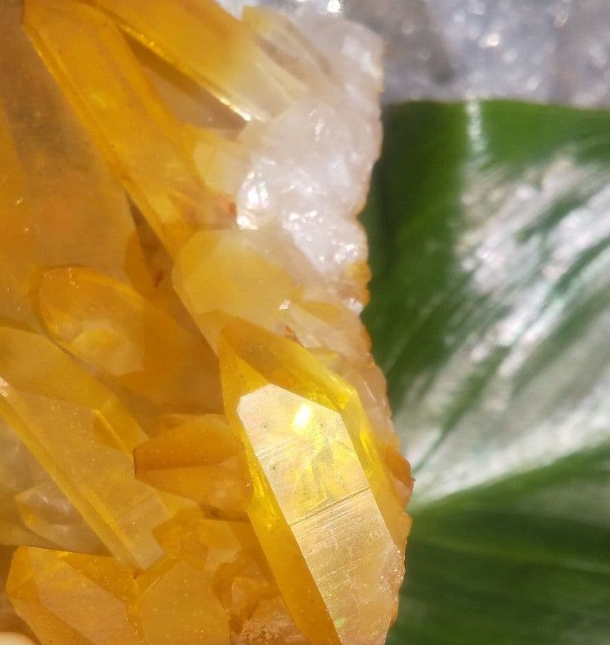 希少 クラスター ゴールデンヒーラー　上質！