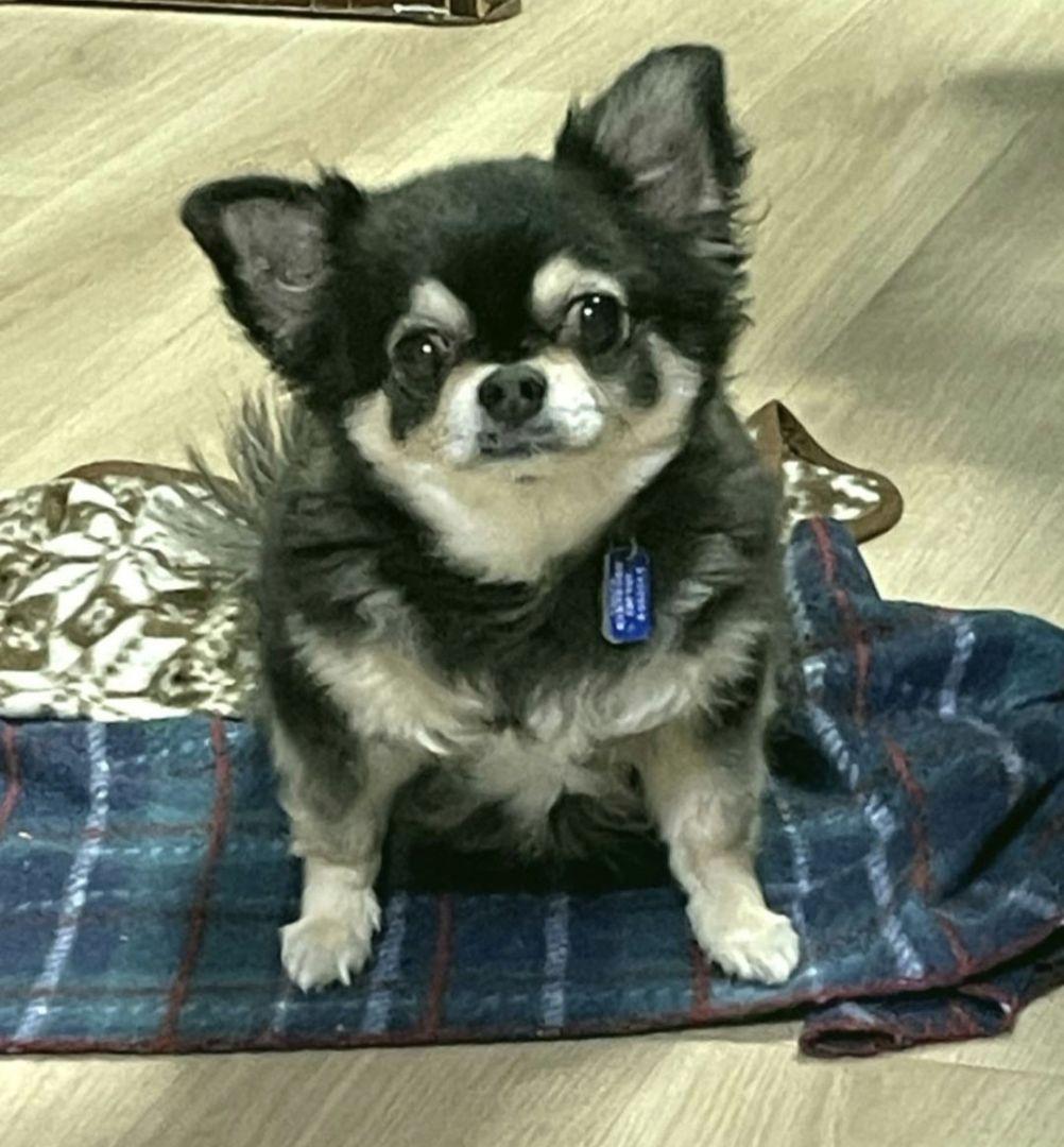 立田ページ♥️　チワワ　ブラックタン　等身大　ぬいぐるみ　カズコオガワ