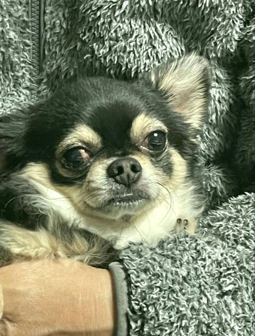 立田ページ♥️　チワワ　ブラックタン　等身大　ぬいぐるみ　カズコオガワ