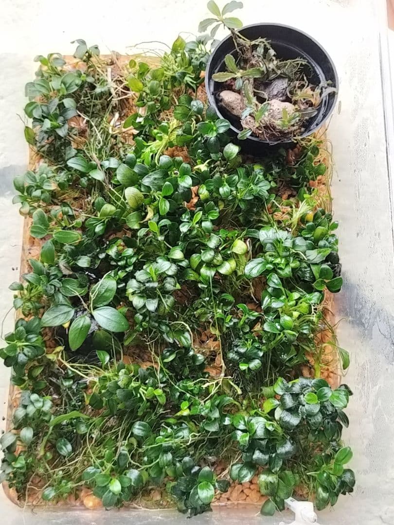 ブセファランドラsp.クダガン アヌビアスナナ アヌビアスナナ·プチナナ