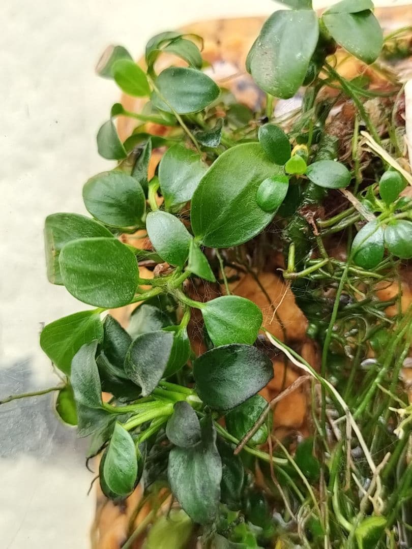 ブセファランドラsp.クダガン アヌビアスナナ アヌビアスナナ·プチナナ