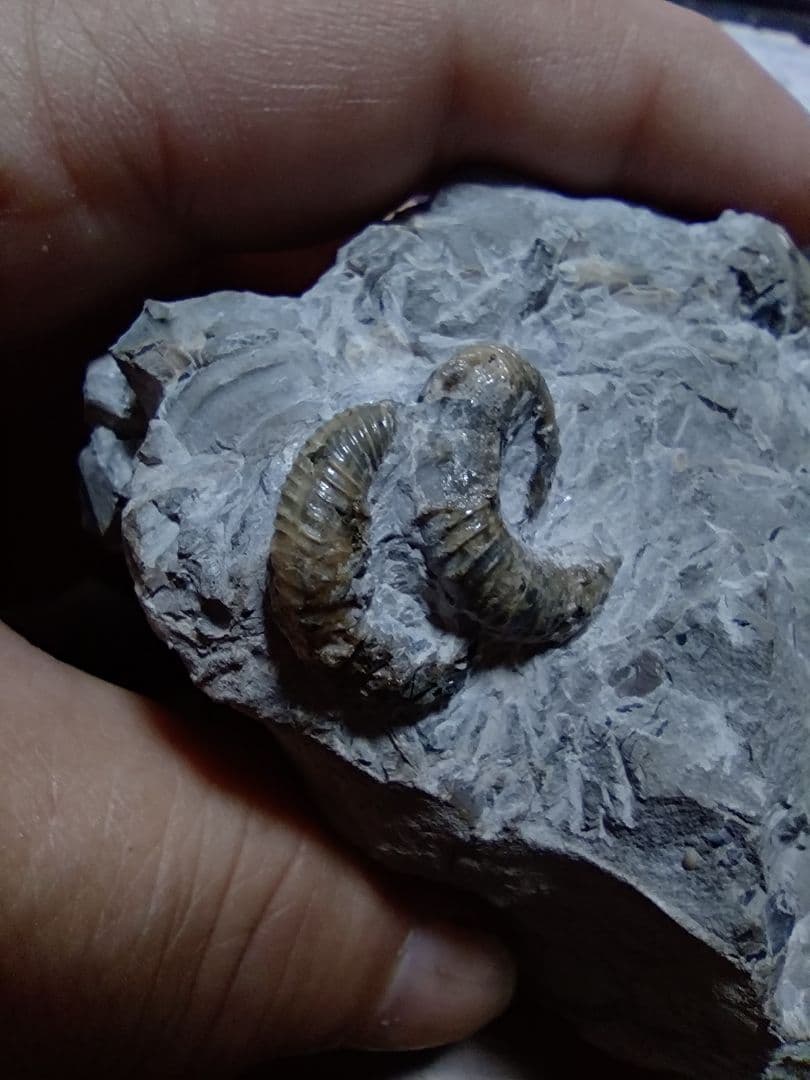 北海道アンモナイト 異常巻きムラモトセラス等