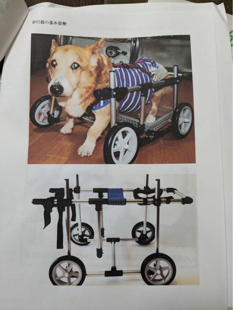 中型犬用　4輪車イス