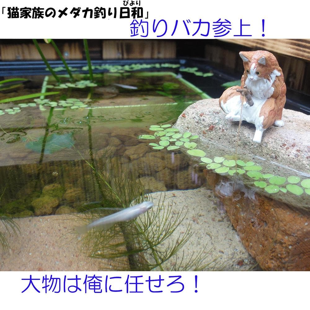 ビオトープ 60Ｌ　トロ舟＆木枠セット（棚付き）　メダカ・金魚飼育用