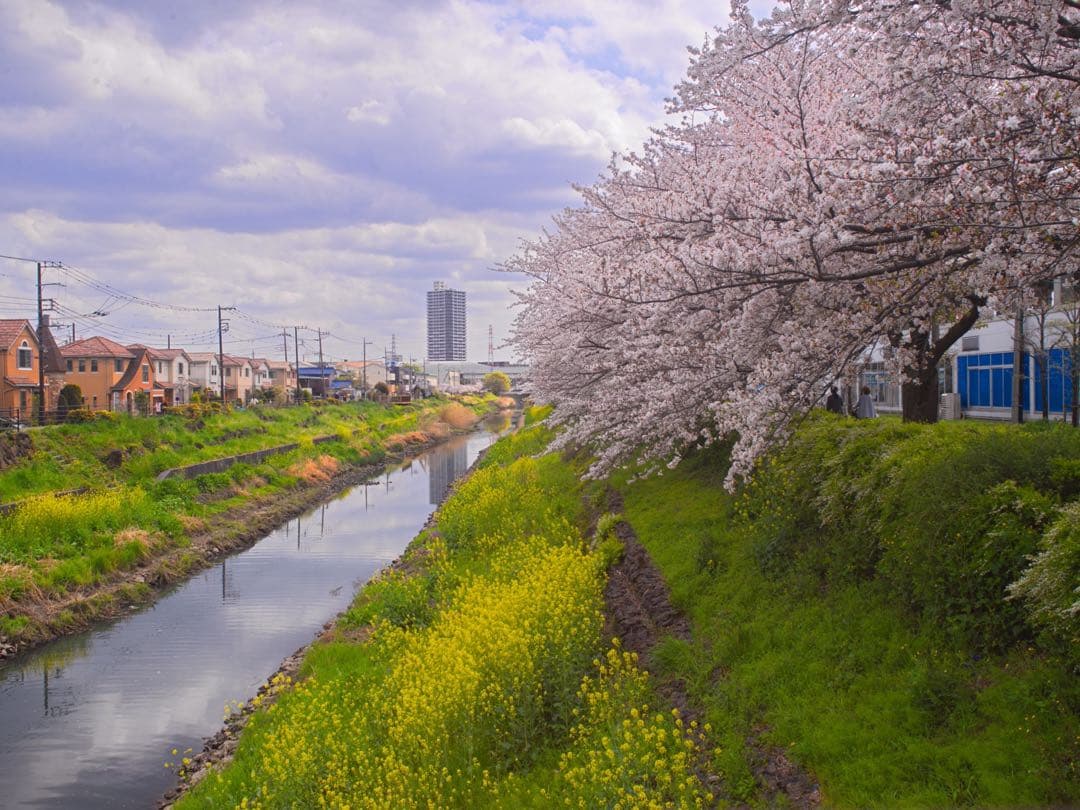 レンズ(単焦点) Carl zeiss HASSELBLAD Distagon C40mm T*
