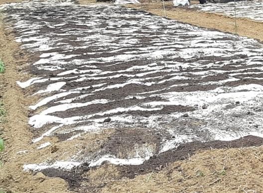 700g×２専用出品　(国産・高品質)乾燥パパイヤの茎