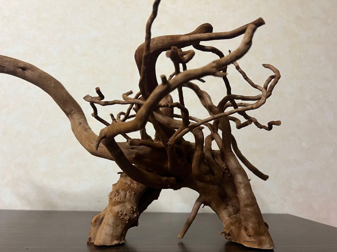 71015 ブランチウッド　流木　アクアリウム　沈水確認済