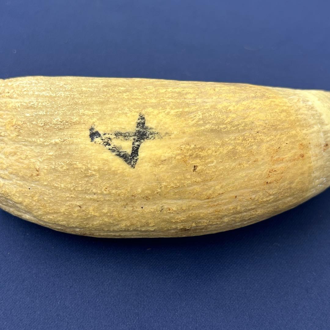 鯨の歯 牙 マッコウクジラ 重量378.1g レア 希少 大きめ 重め キバ