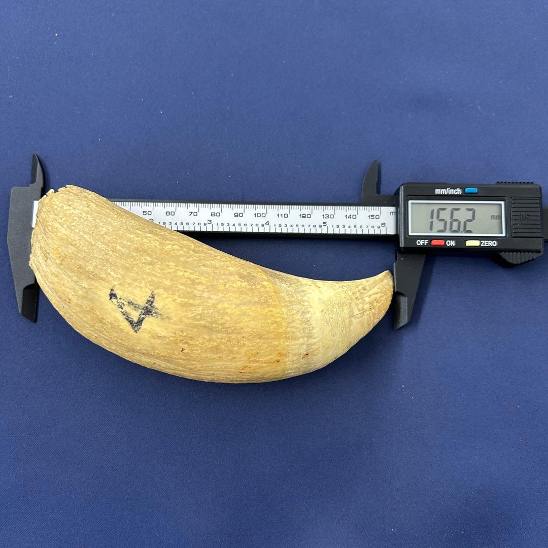 鯨の歯 牙 マッコウクジラ 重量378.1g レア 希少 大きめ 重め キバ