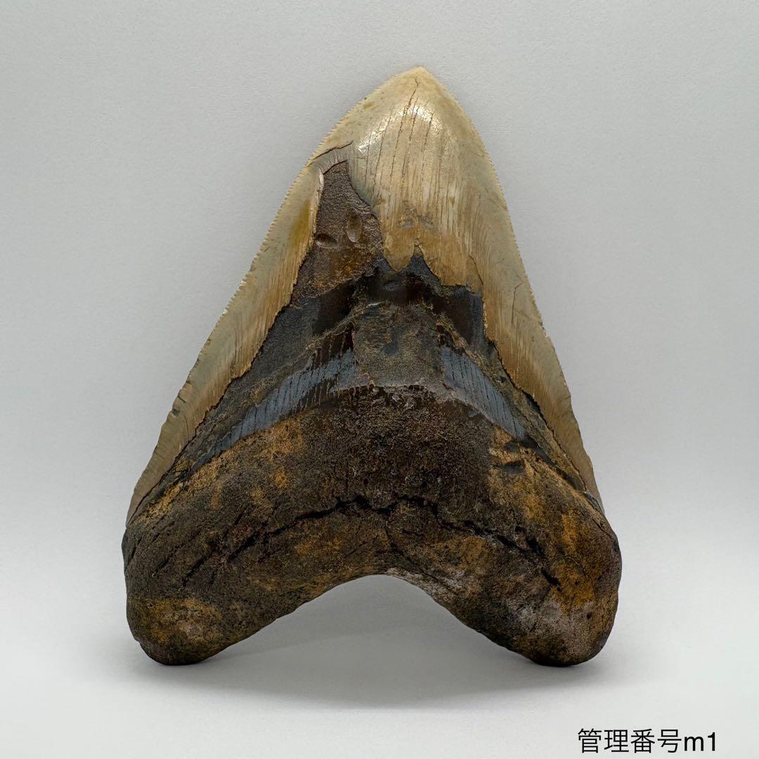 本物　メガロドンの歯　化石　サメ　12cm アメリカ合衆国