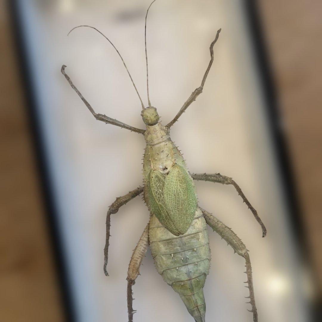 ヴィンテージマレーシアマレーオオナナフシ　標本　昆虫