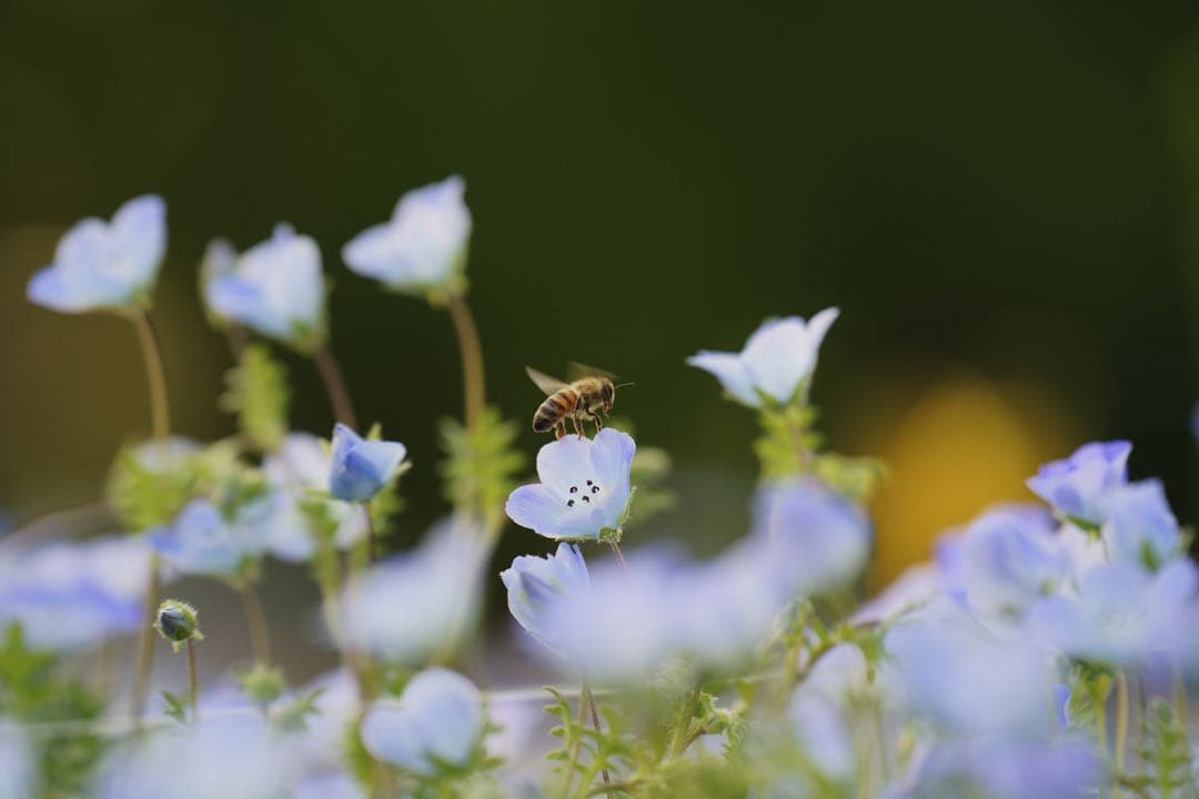 TAMRON 70-180mm F/2.8 A056 Eマウント 中古
