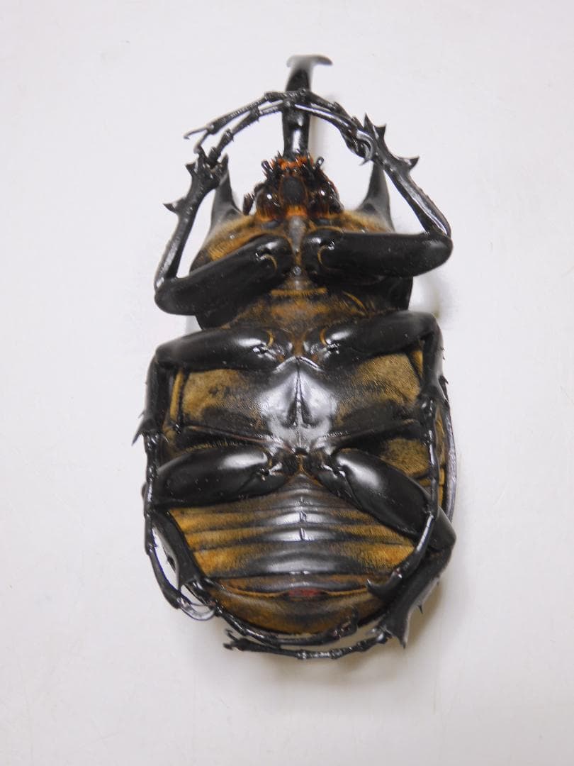 コロンビア産　レックスゾウカブト　112mm