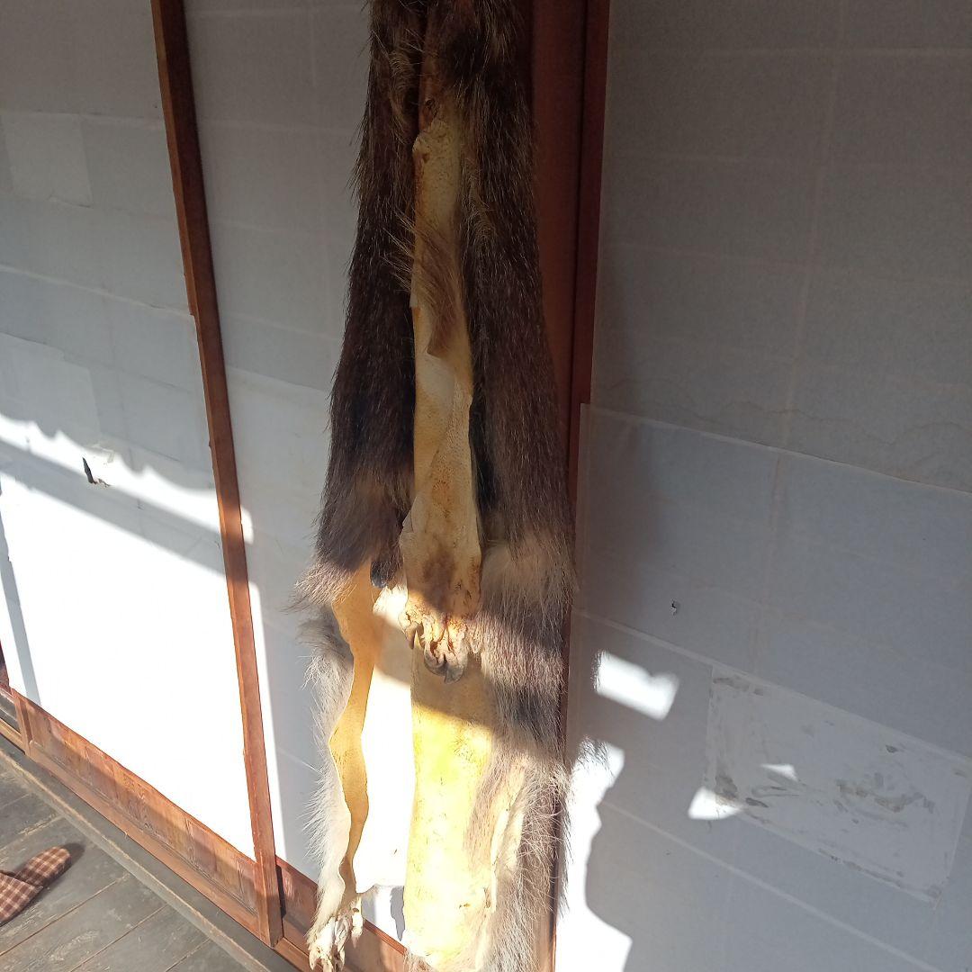 イノシシの毛皮