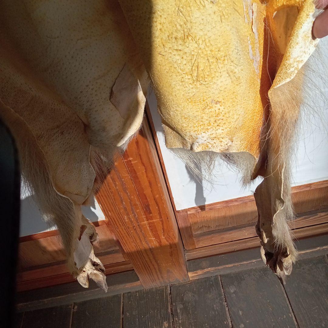 イノシシの毛皮