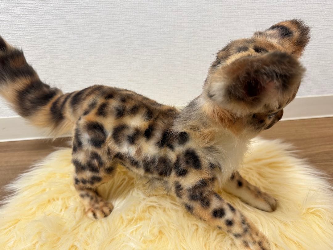 海外作家様　アートドール　ヒョウ