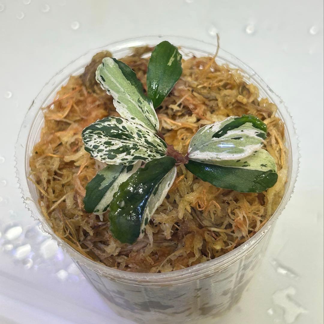 Bucephalandra sp. Variegata Hn:福袋CAKUMI