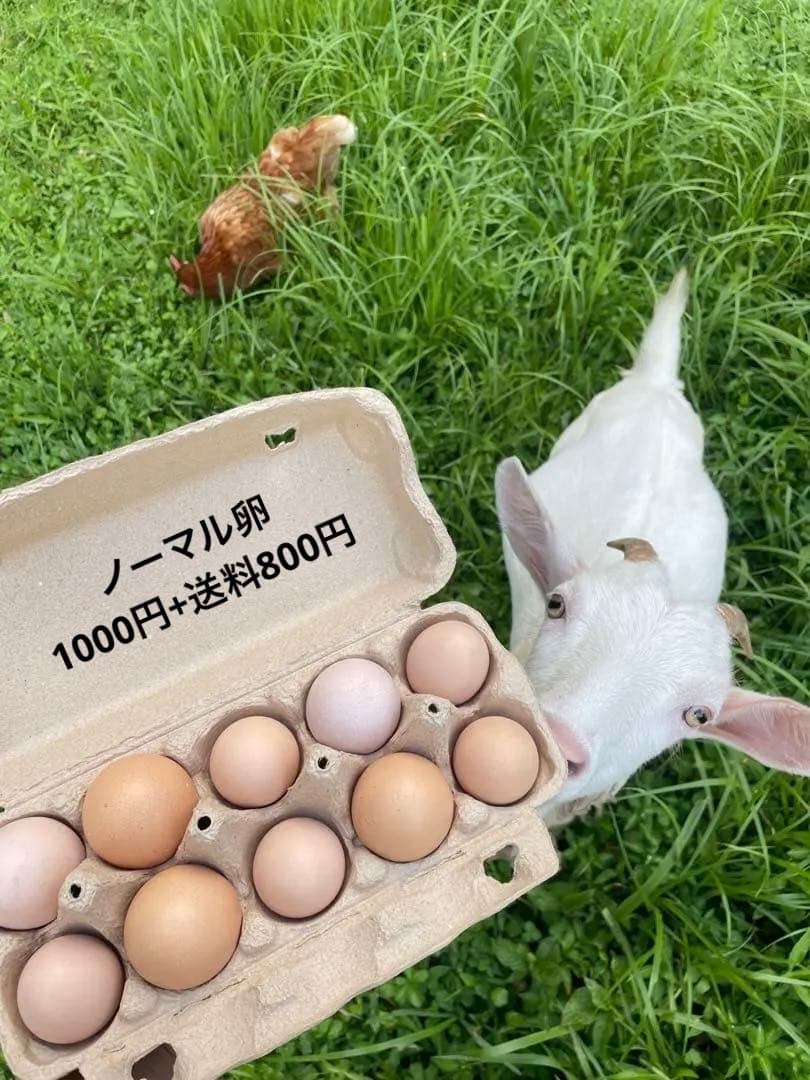 【受付用】結び卵　放し飼い有精卵　終生飼育