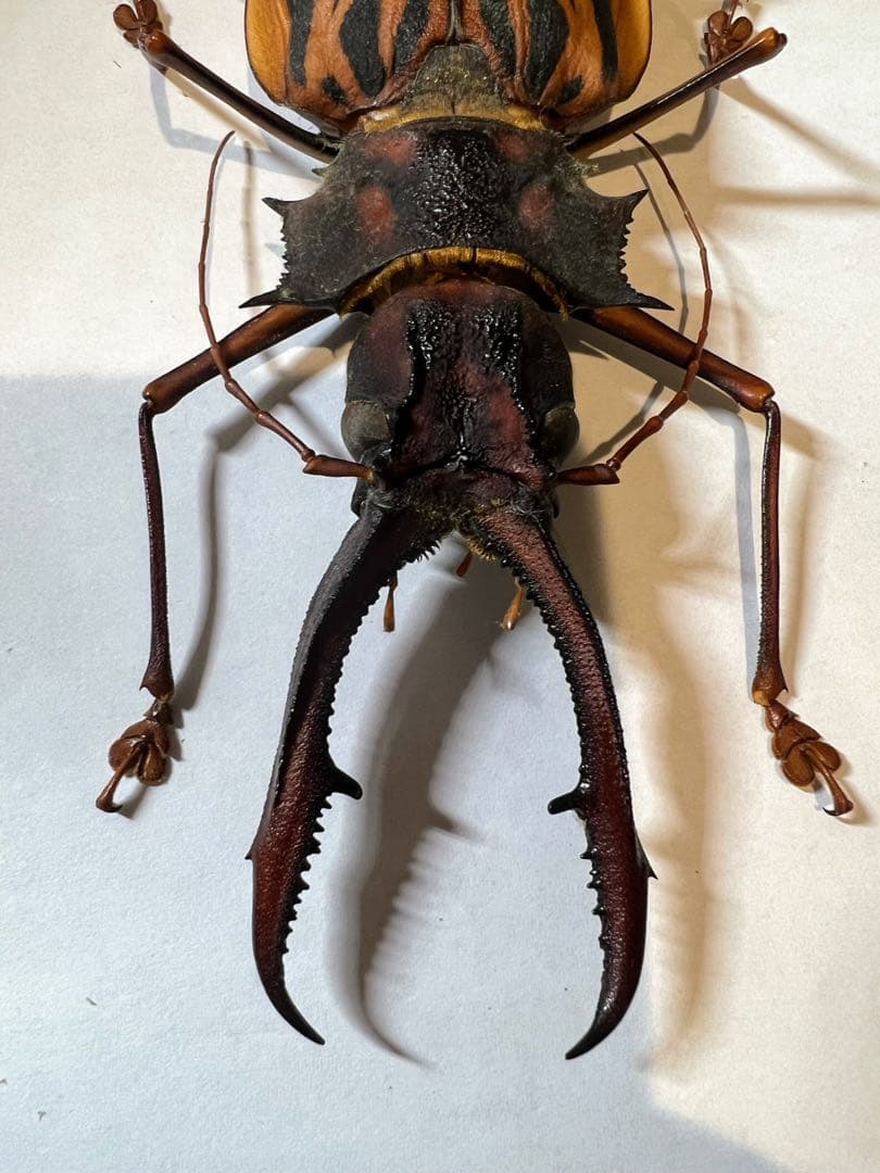 ペルー　オオキバウスバカミキリA-標本　162mm弱