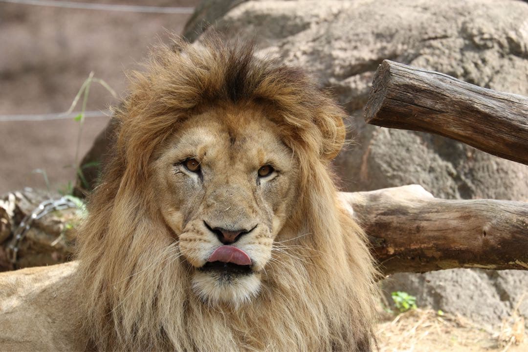 Canon EF 70-300mm f/4-5.6L IS USM フード付美品