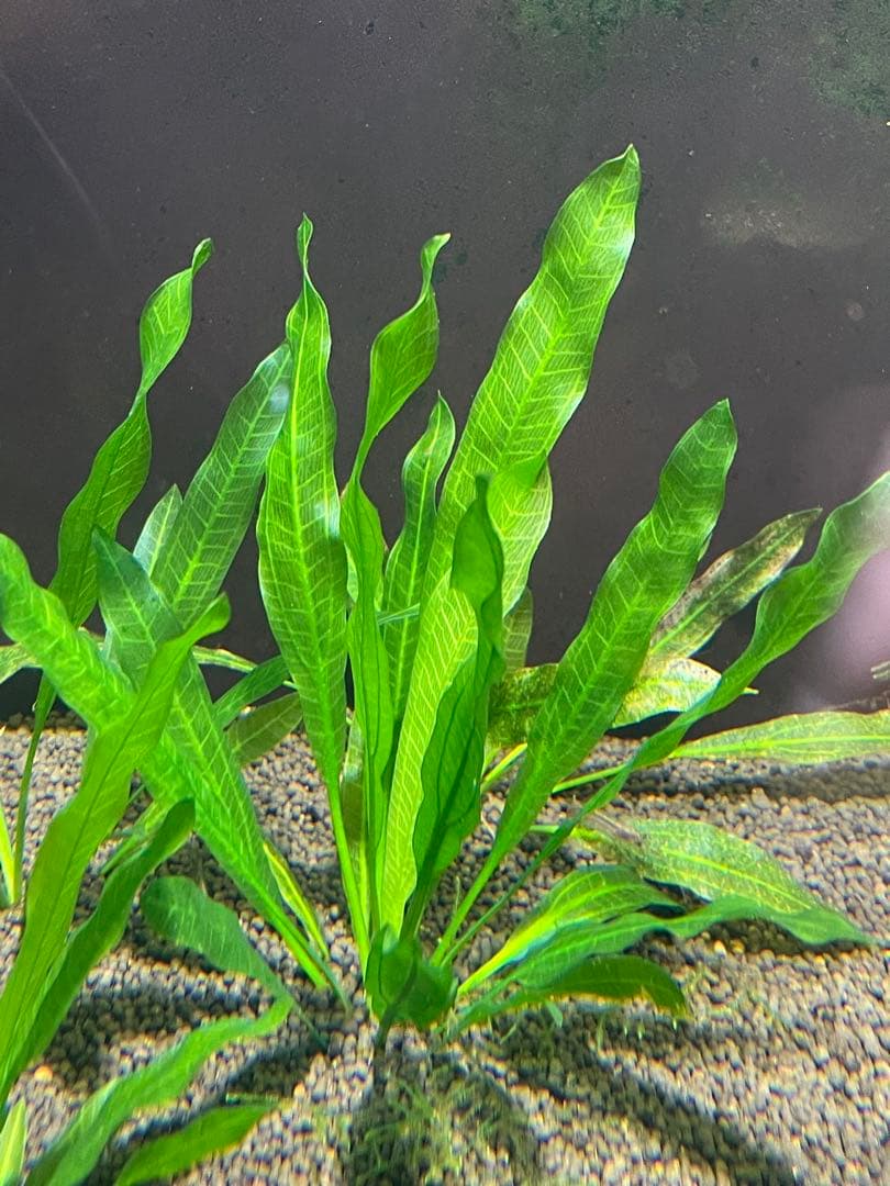 ニコ　E.ホレマニーヴェルデ1株と座標軸1株のセット