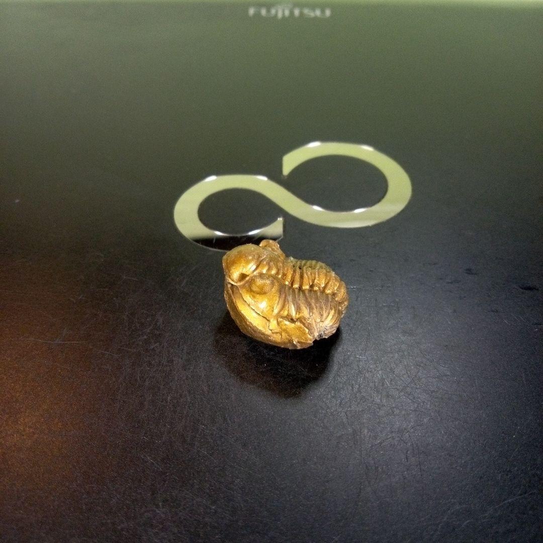 三葉虫　化石　fossil　ボリビア産　trilobite　南アメリカ化石郡①