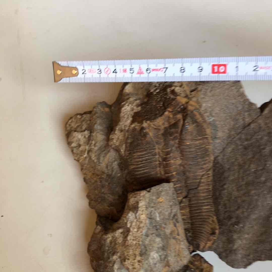 超貴重品　モロッコ砂漠で採取　現在輸出禁止です。