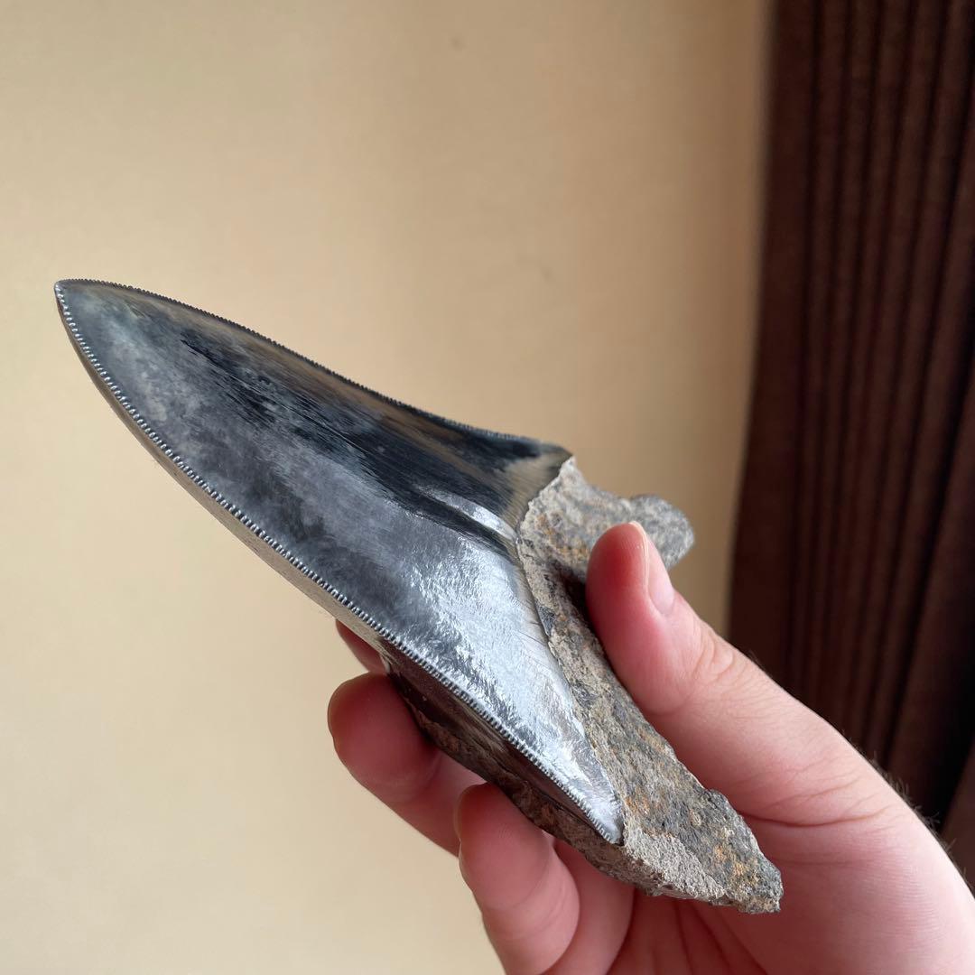 メガロドンの歯 化石 ジェムグレード 超希少カラー パワーストーン 鉱物 宝石