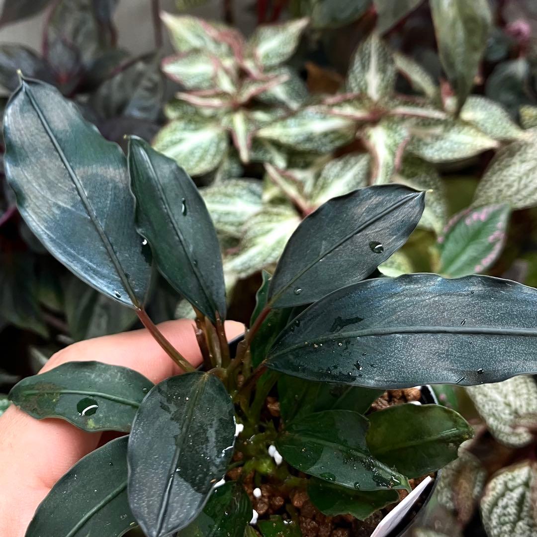 水草 Bucephalandra motleyana Padawan