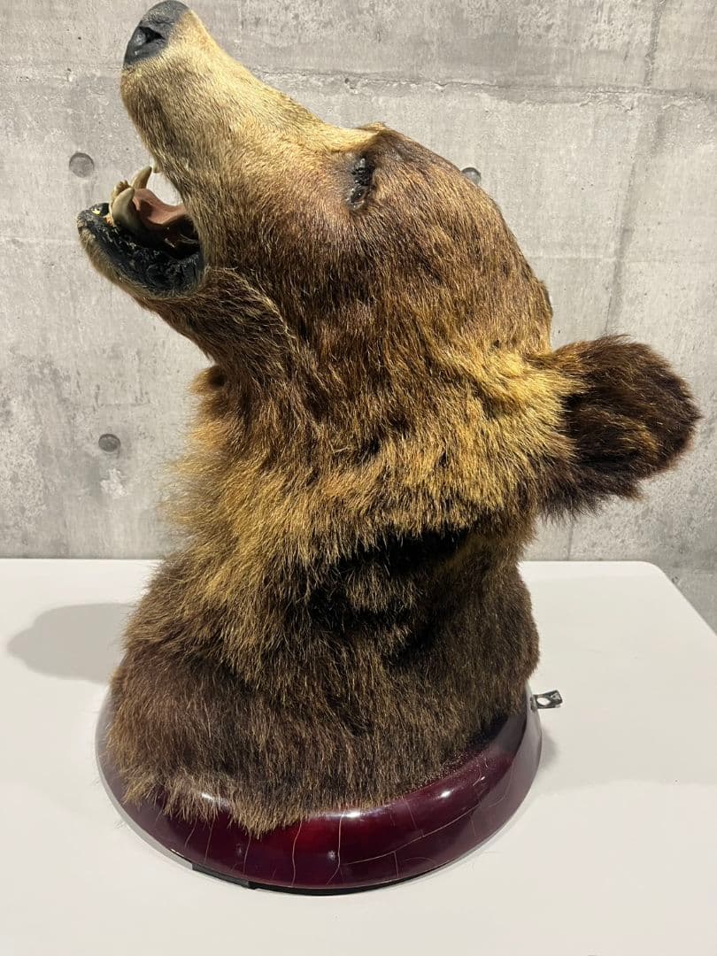 ヒグマ　トロフィー　置物　剥製　大型