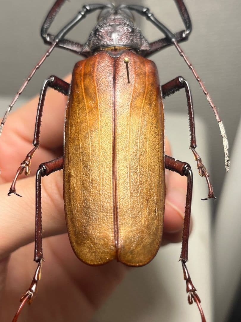 【84mm】コゲチャトゲフチオオウスバカミキリ 昆虫標本 ハナムグリカナブン